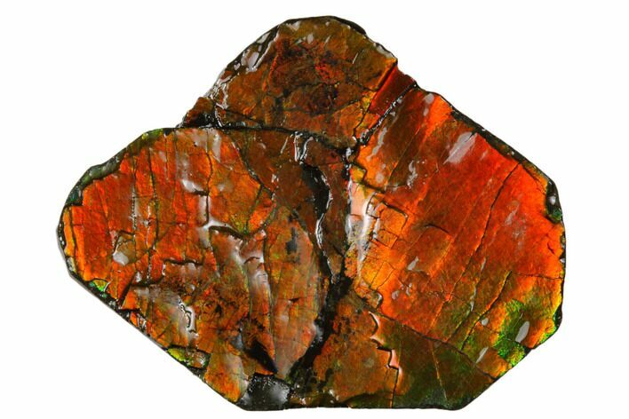 Iridescent Ammolite (Fossil Ammonite Shell) - Alberta, Canada #175108